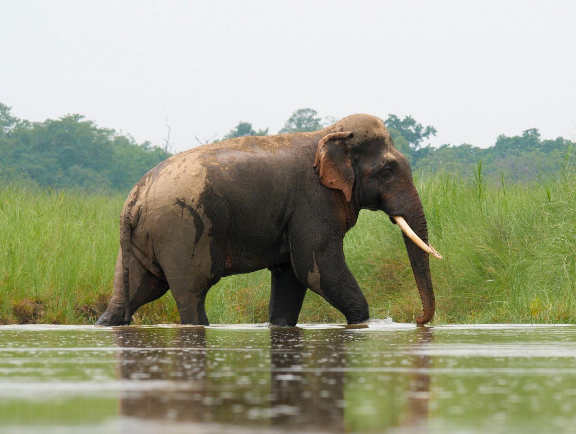 Hotel Family House - Bardia National Park Bardiya Exterior foto